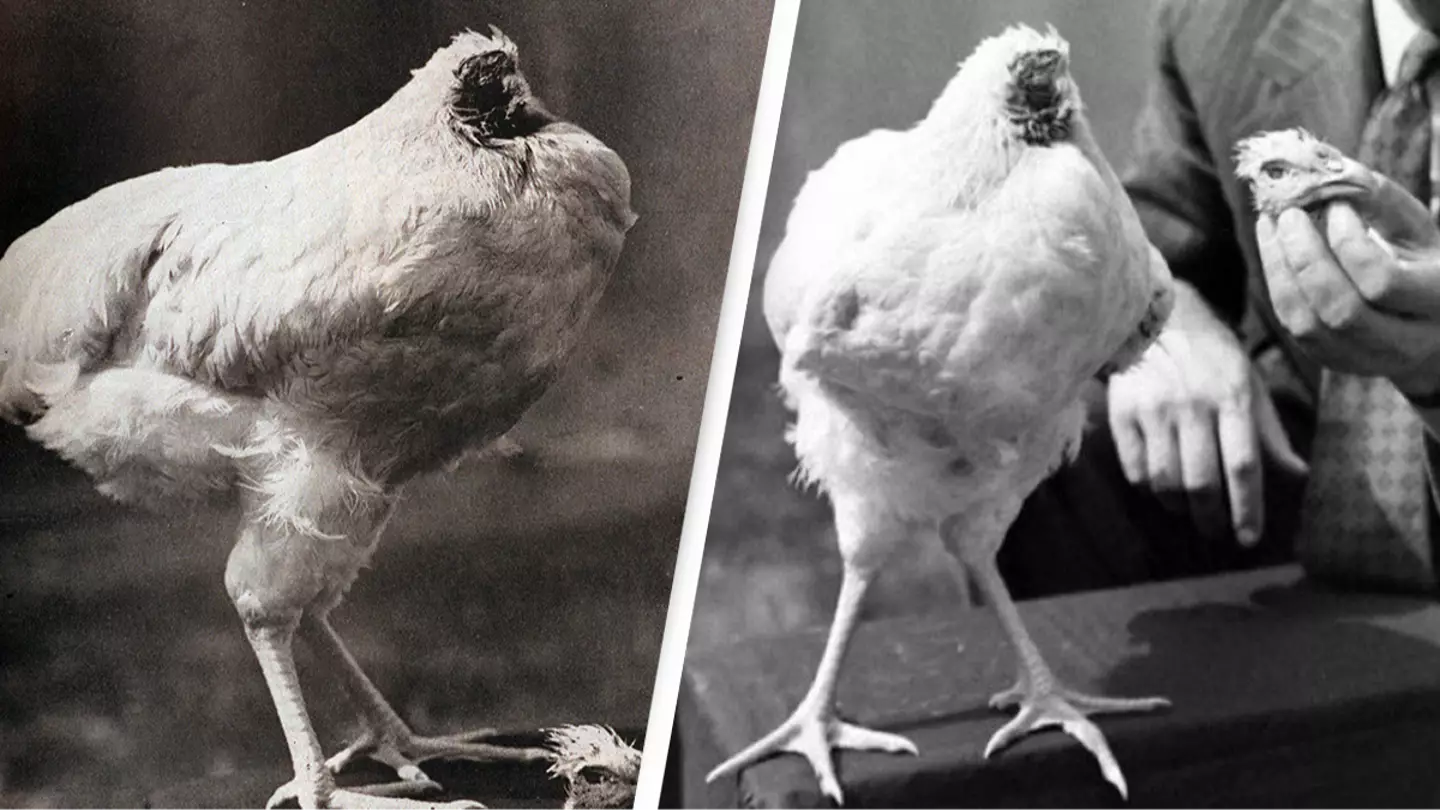 ‘Miracle’ headless chicken lived for 18 months despite being struck with axe in slaughter attempt