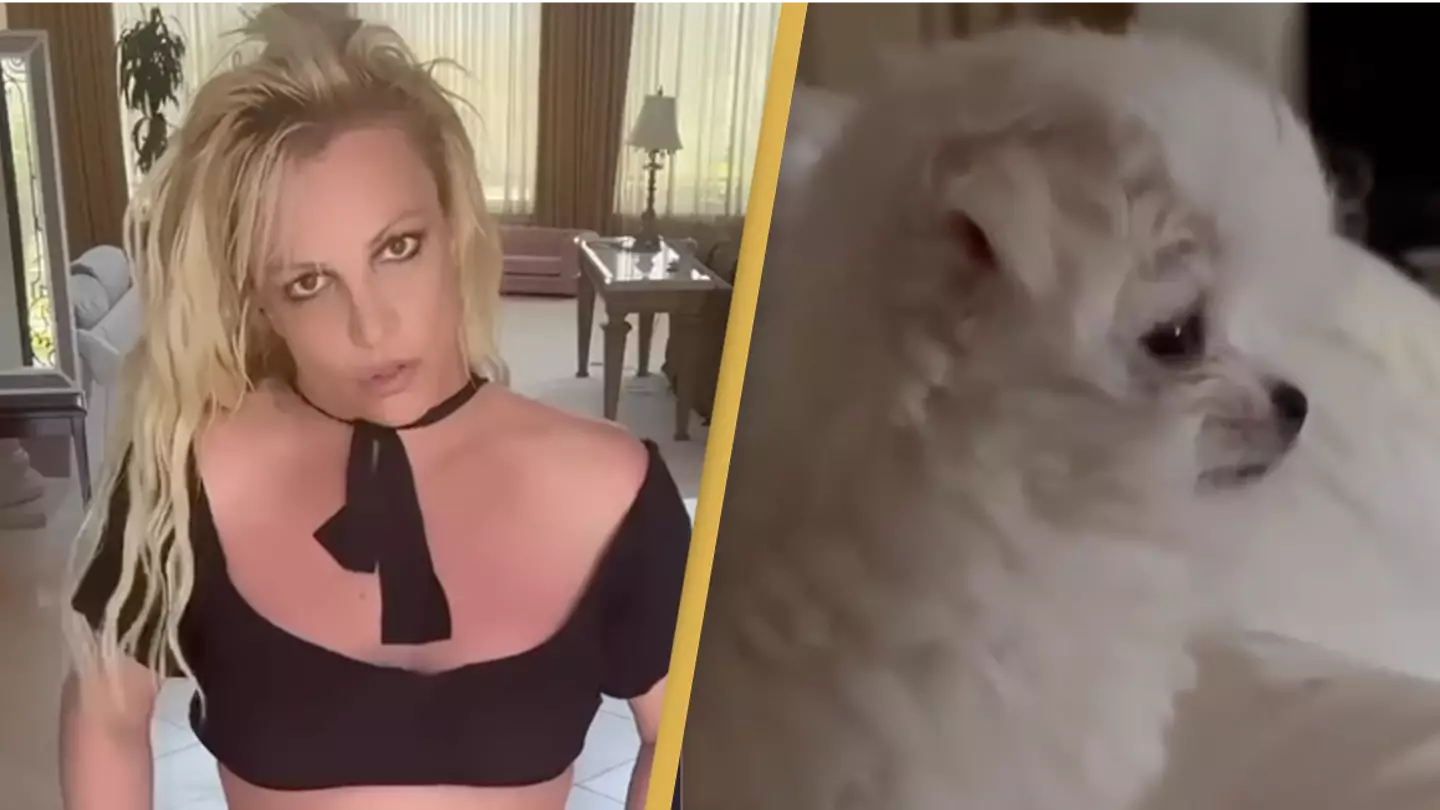 PETA rips into Britney Spears for getting new puppy following Sam Asghari divorce