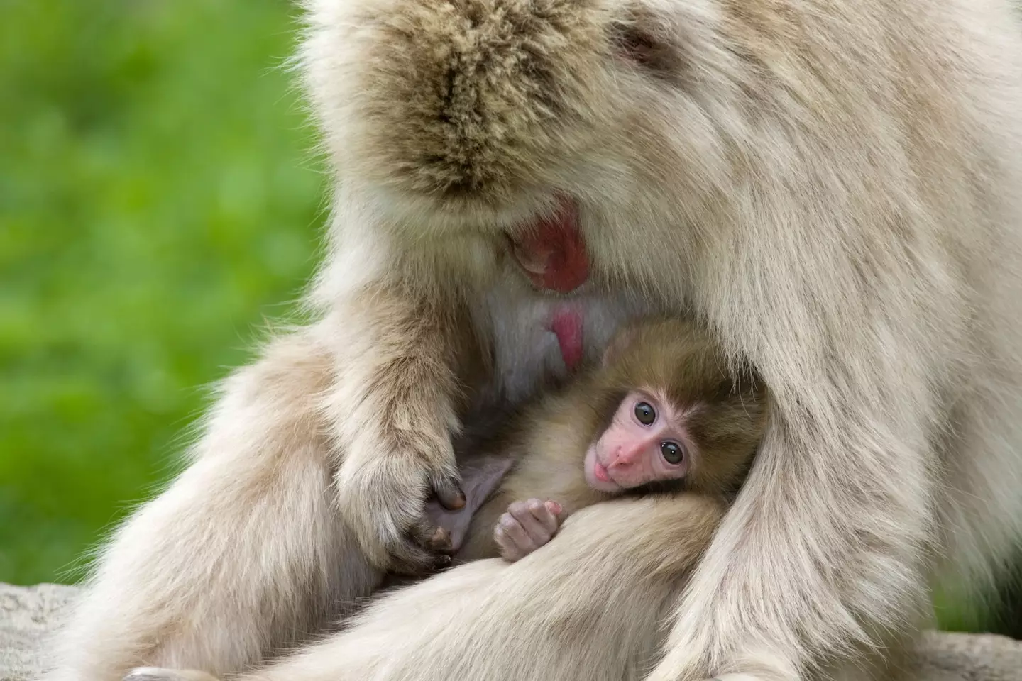The markings found in the monkey's teeth has challenged existing ideas of how human beings evolved. (Alamy)