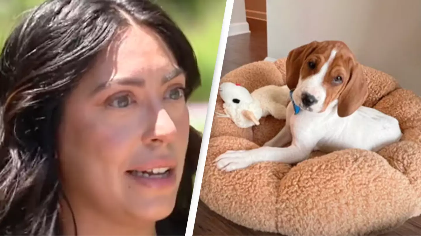 Woman who had her puppy put down spots him alive a year later and wants him back