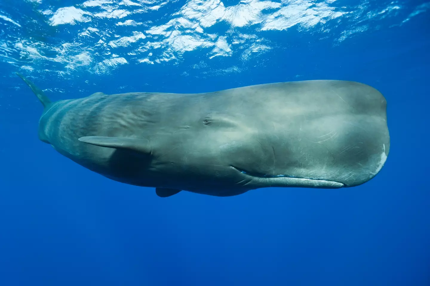 Sperm whales can dive as far as 2,000 meters. (Reinhard Dirscherl/Getty)