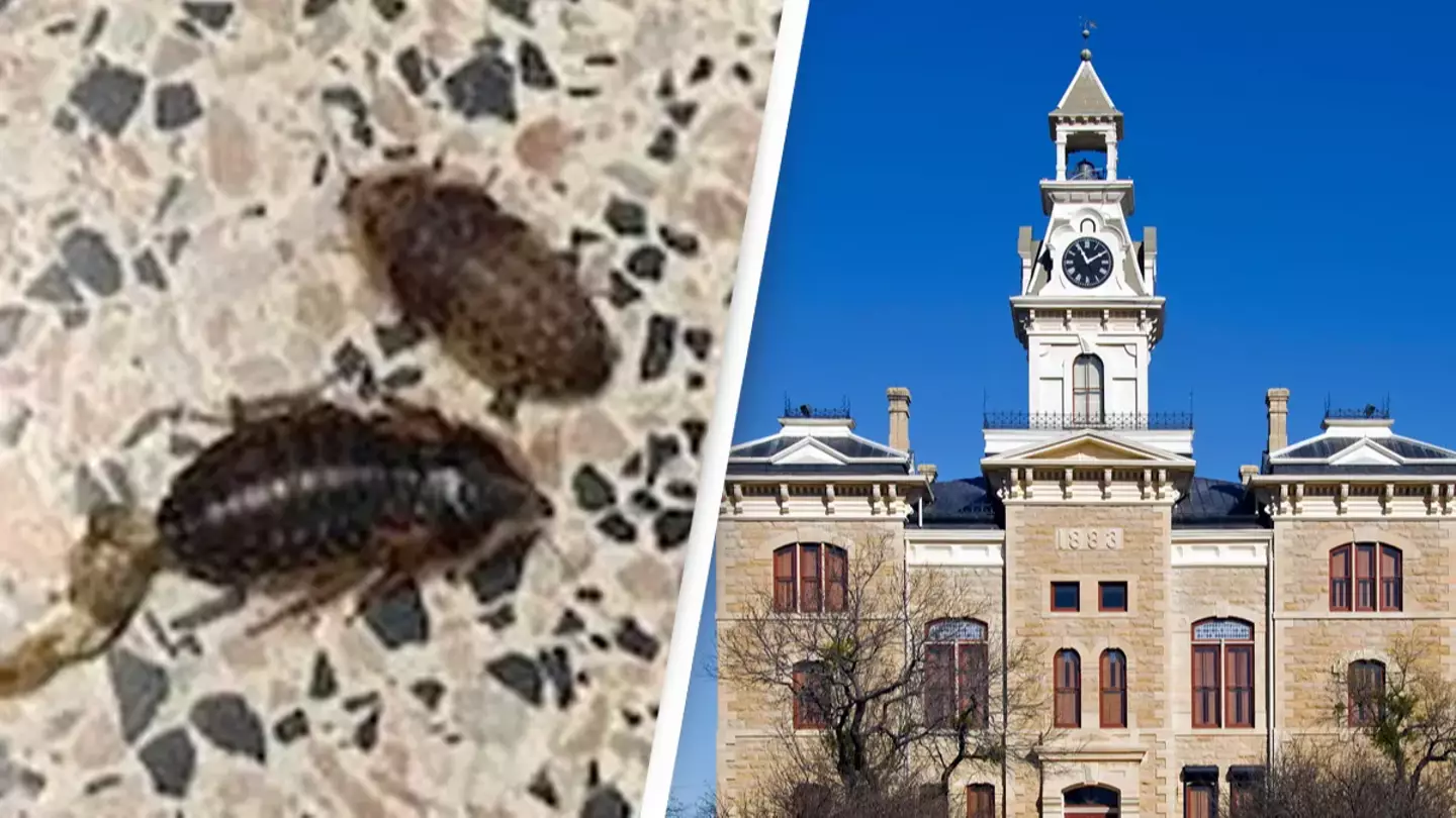 Hundreds Of Cockroaches Released During Altercation At Courthouse