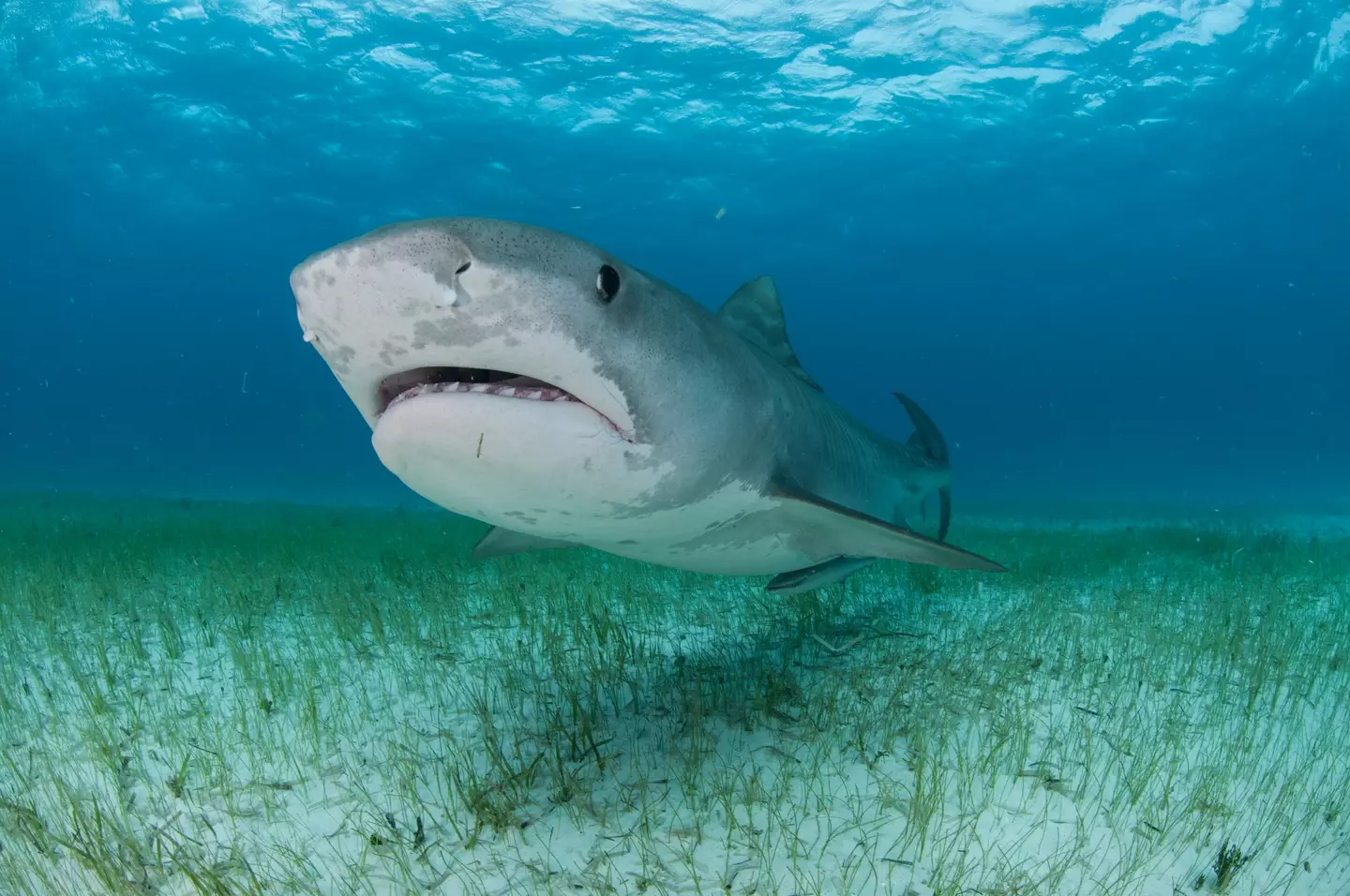 Tiger Sharks are large predators. (Rodrigo Friscione / Getty)