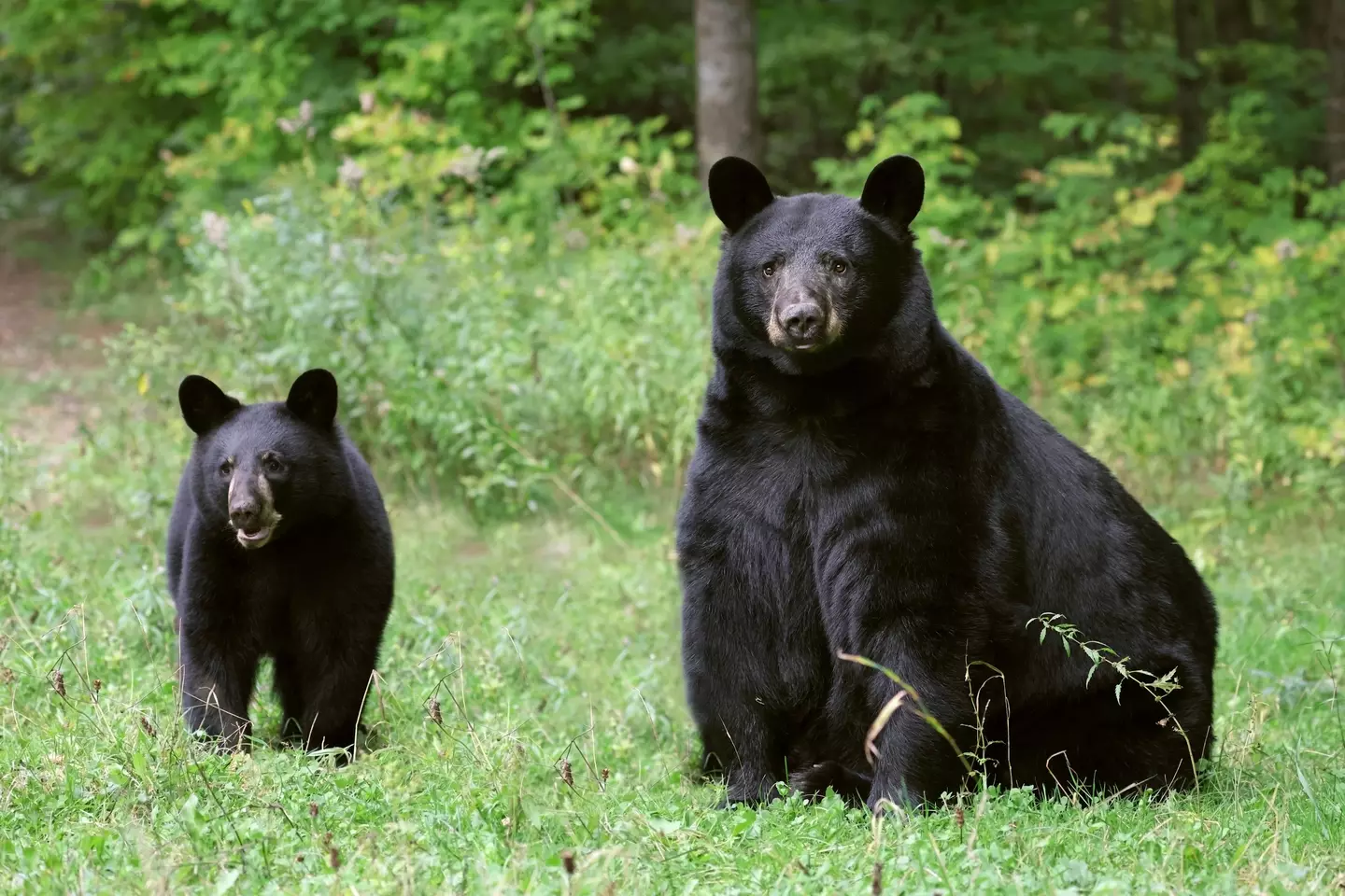 There's around 4,500 black bears in the Hatfield region. (mlorenzphotography/Getty Stock)