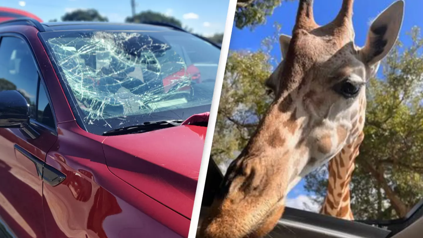 Giraffe crushes car's windshield while family were on safari tour