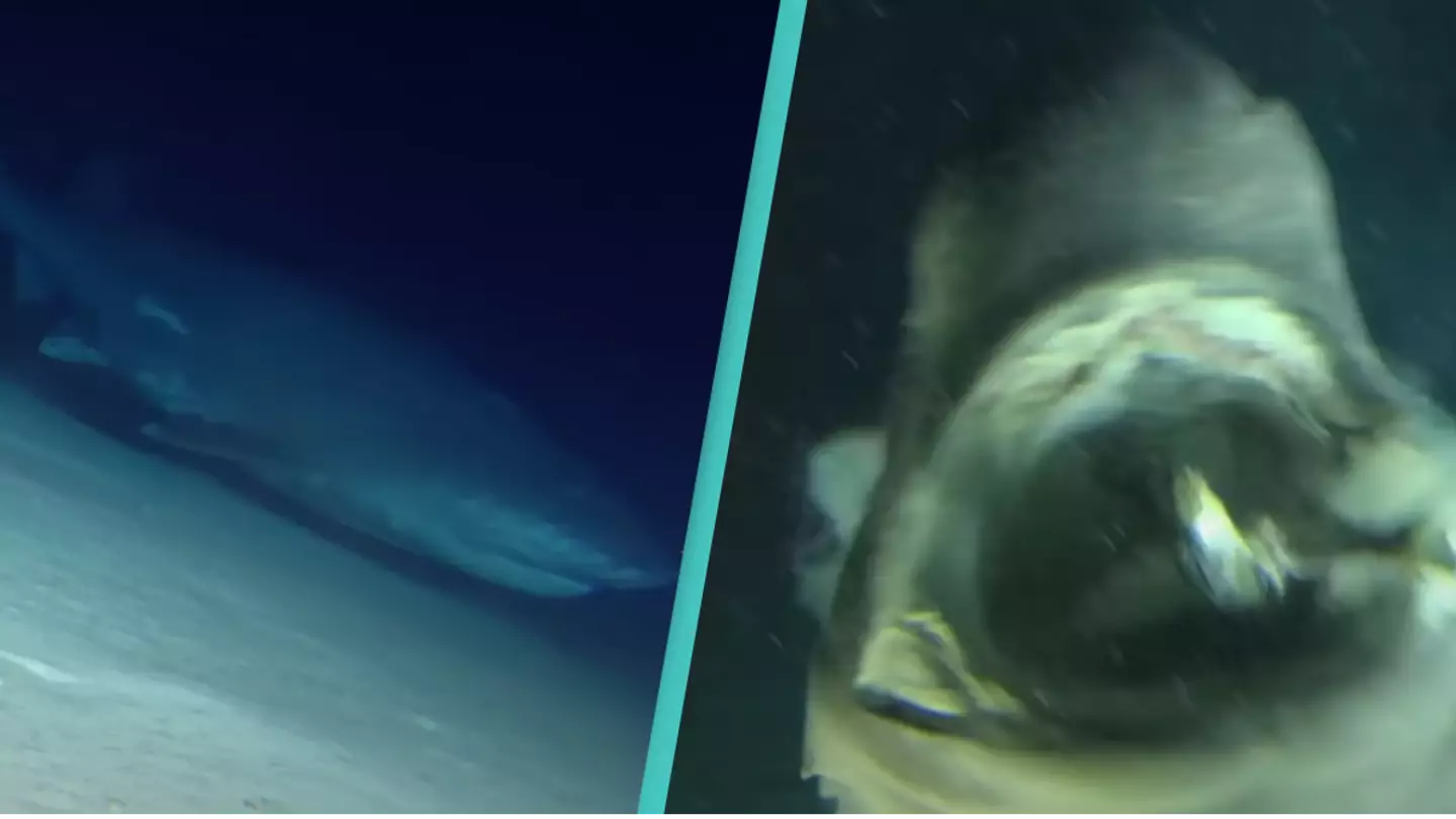Divers run into giant deep sea shark that's bigger than their