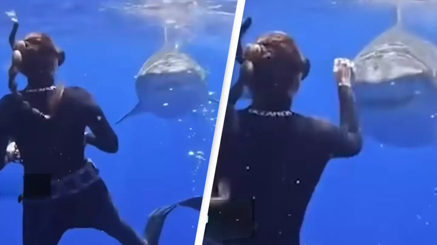 Diver shows what you should do if a shark approaches and it's the opposite of what everyone expected