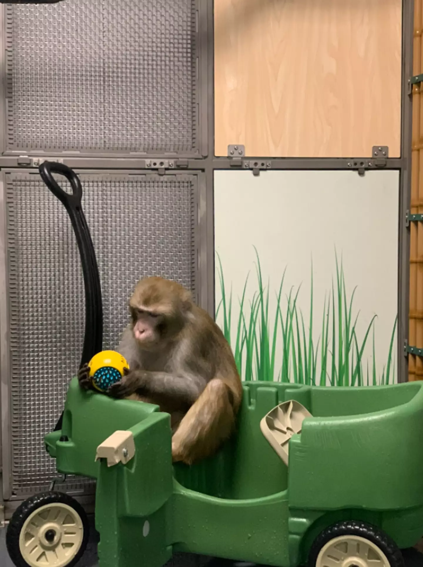 Monkey in enclosure (Neuralink)
