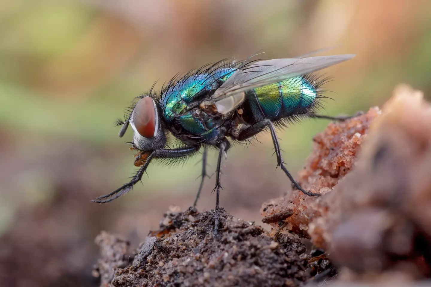 Houseflies will plant their eggs in food and maggots can hatch in as few as 24 hours. (Getty Images)