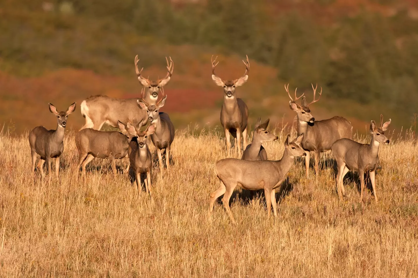 Scientists have issued a warning over 'zombie deer disease'.