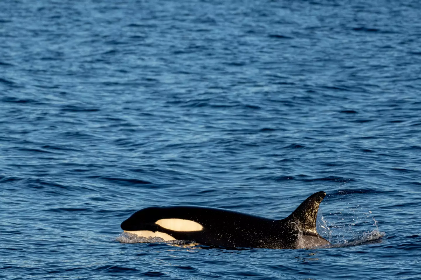 The footage shows five orcas stalking and killing their prey.