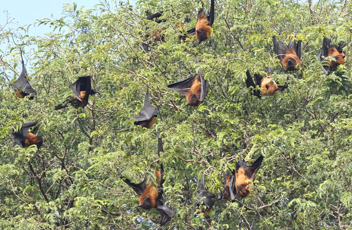 Fly Foxes roosting in trees. (Sumit Saraswat/Pacific Press/LightRocket via Getty Images)