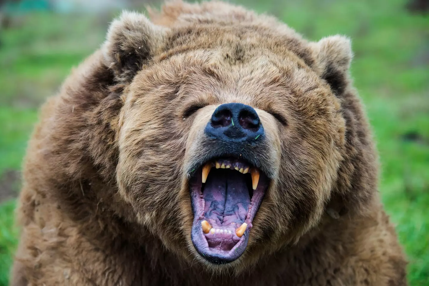 Grizzly bears specifically may leave you alone if you play dead. (Getty Stock Photo)