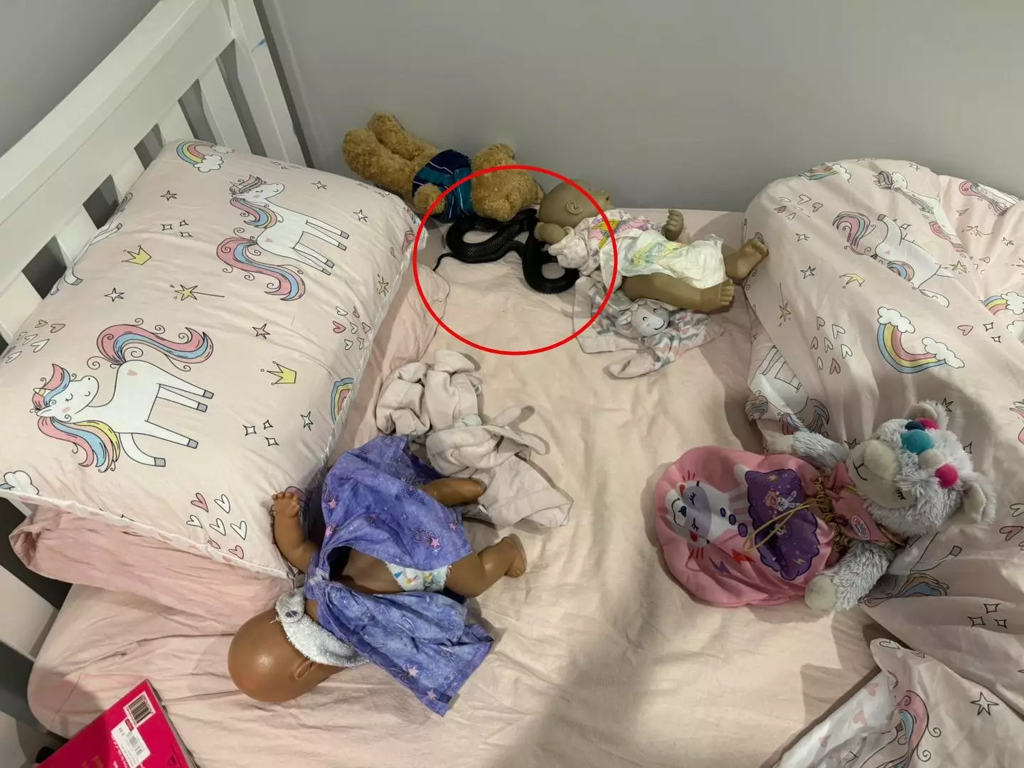 The snake was found hiding in the young girl's bed. (Snake Catchers Brisbane & Gold Coast/Facebook)