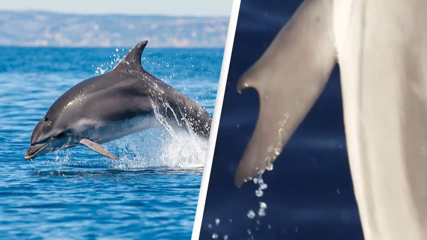 Scientists discover first-ever dolphin with ‘thumbs’