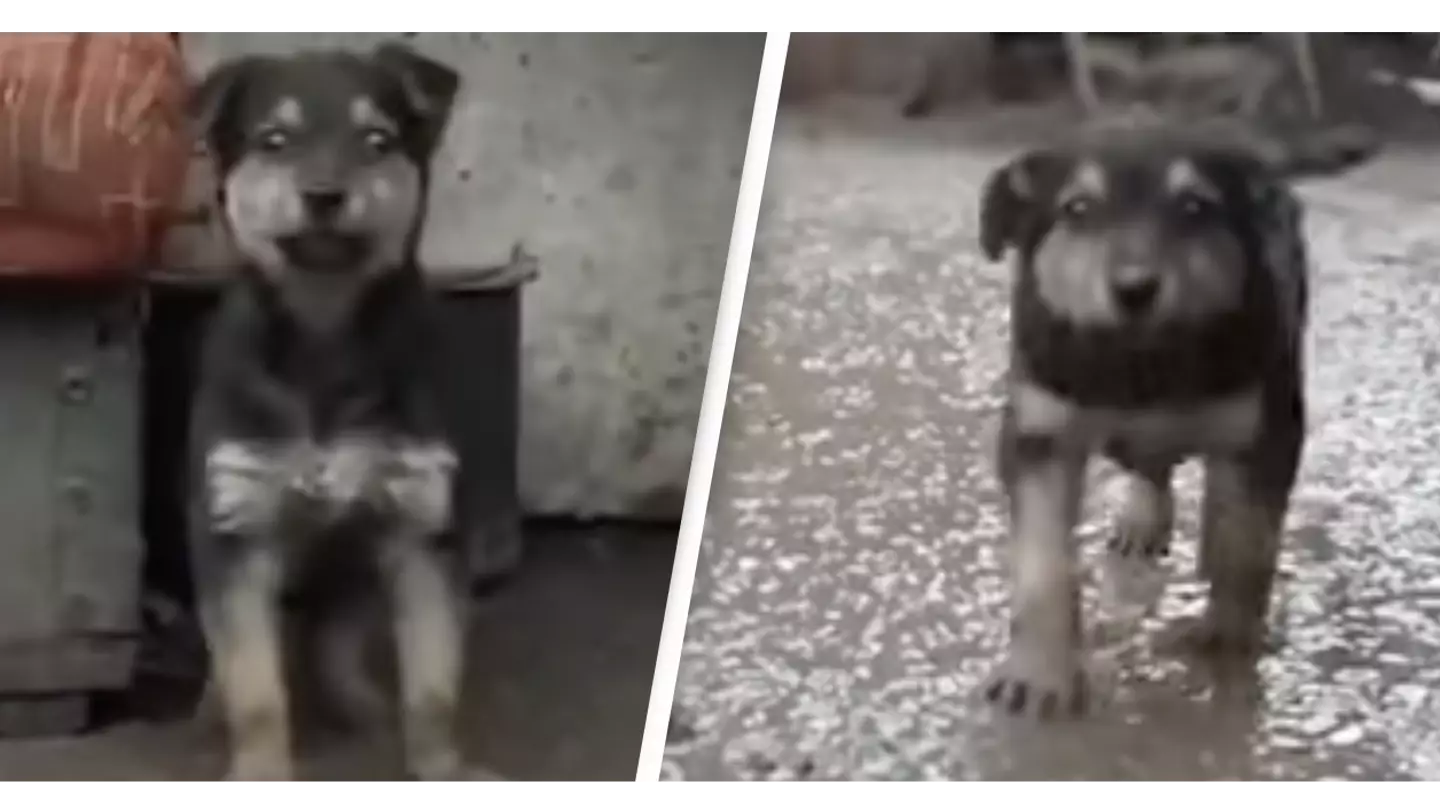 Ukraine: The Story Of Rambo The Rescue Dog Adopted By Ukrainian Soldiers