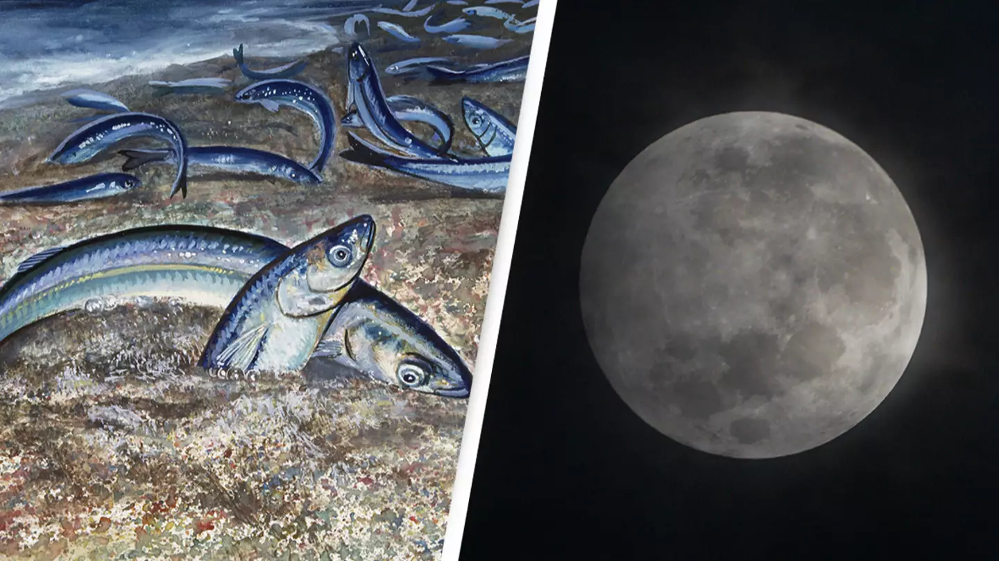 The Moon is responsible for frequent 'fish orgy' on California beaches, scientists say