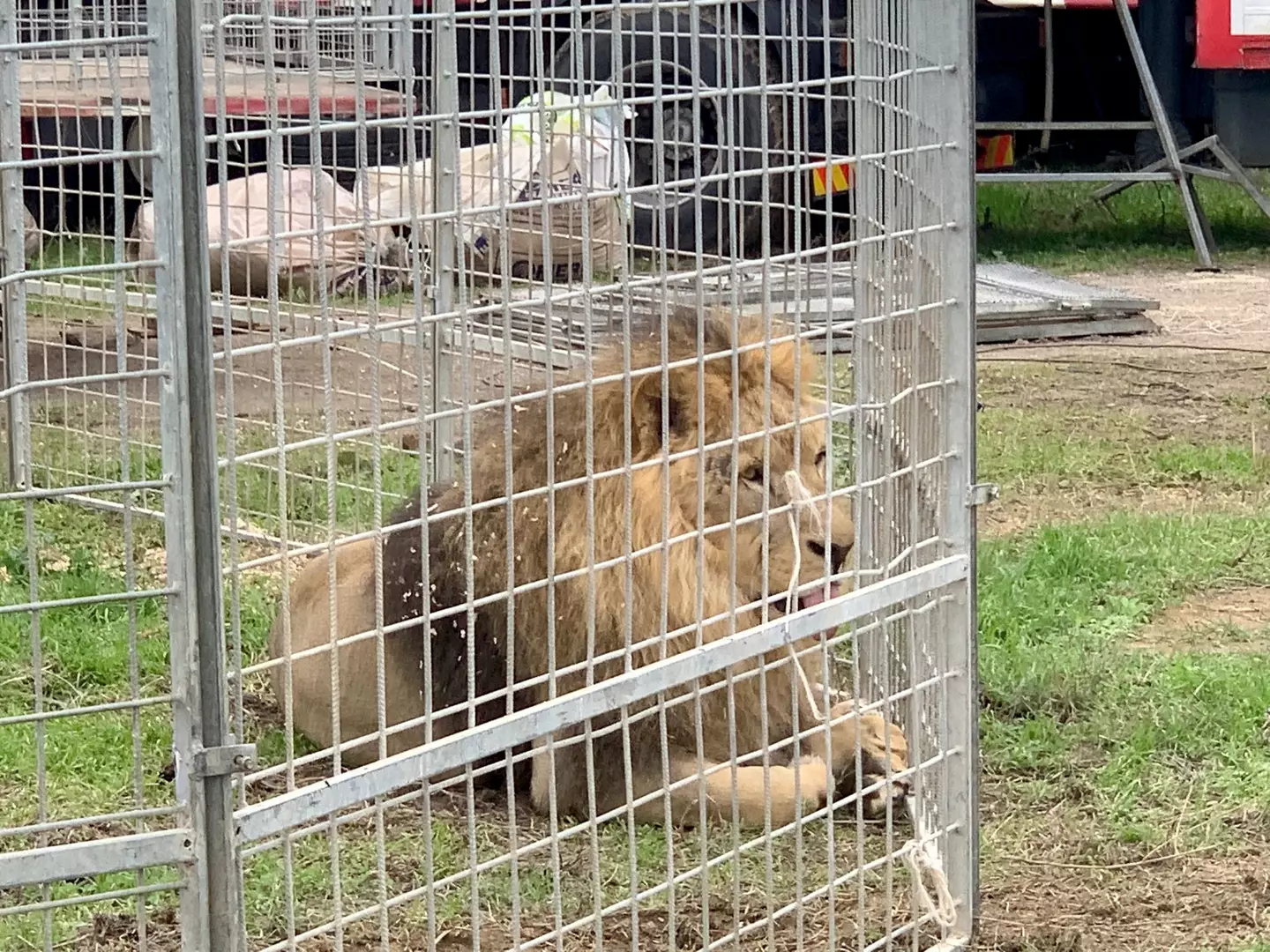 Kimba the lion was on the loose for five hours.