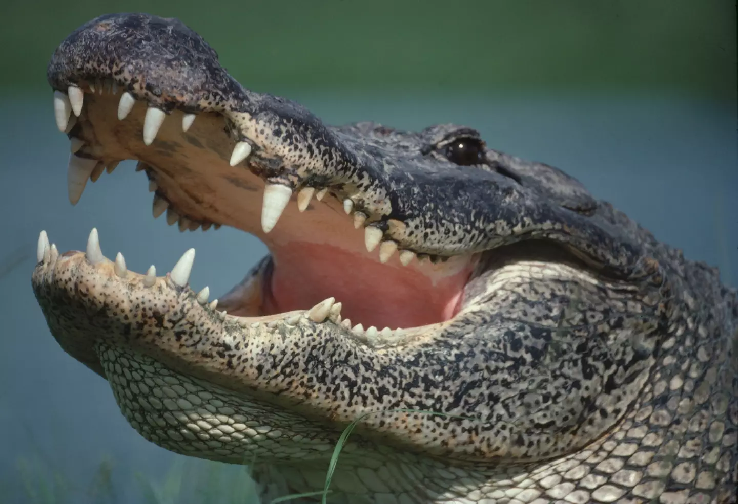 Alligators can chase you no matter how you run. (Getty Stock Photo)