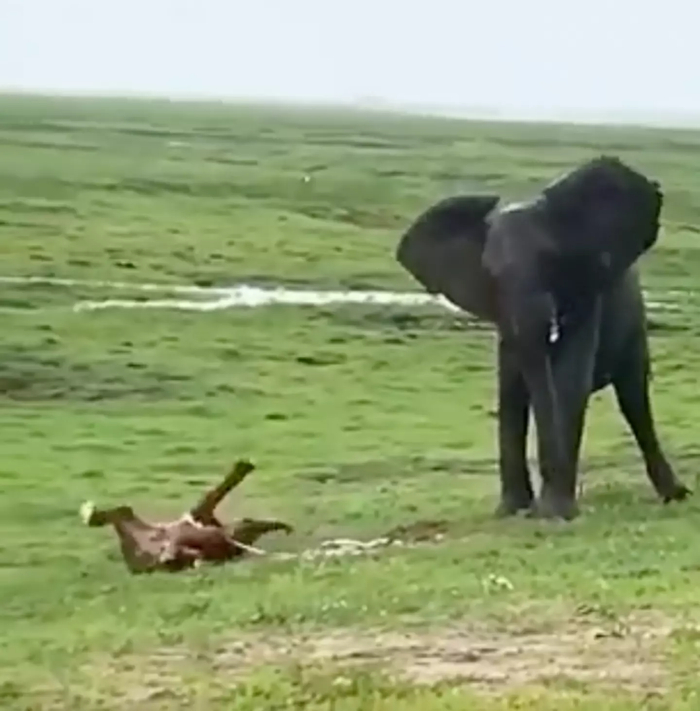 A heartwarming moment of an elephant giving birth has gone viral on social media.