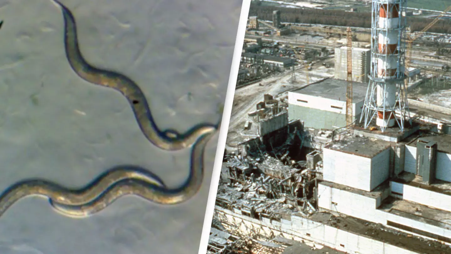 Worms living near Chernobyl nuclear disaster zone have developed a