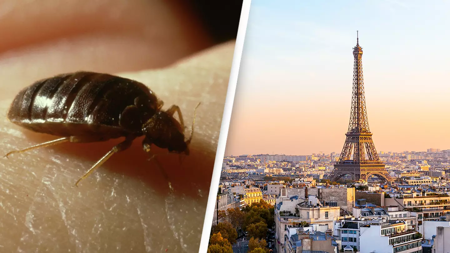 Paris is suffering from bedbug invasion in serious public health issue