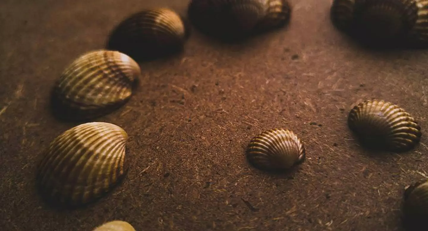 Many people struggle to tell the difference between clams and seashells. (pexels/Sidou Bouguarn)