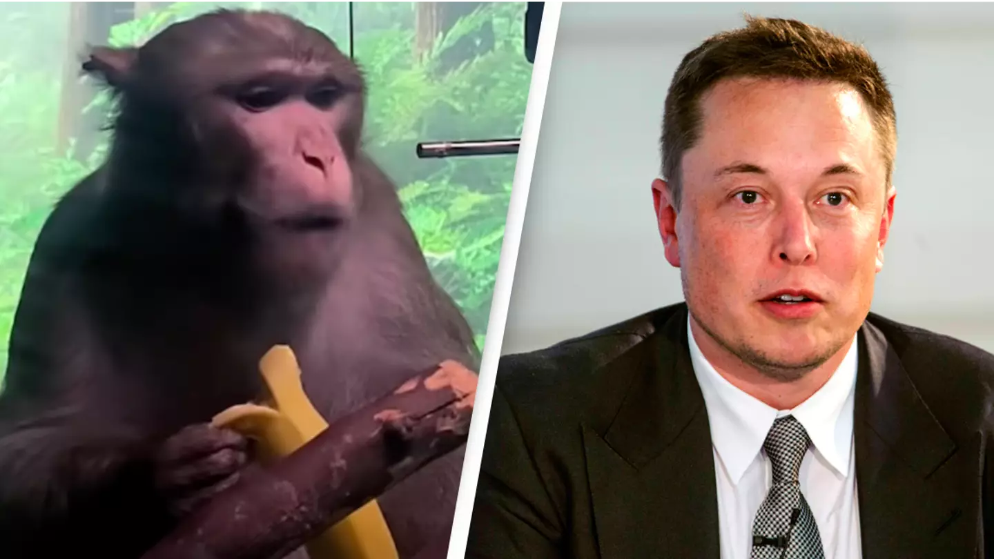 Elon Musk's Neuralink Defends Monkey Tests After Killing Allegations