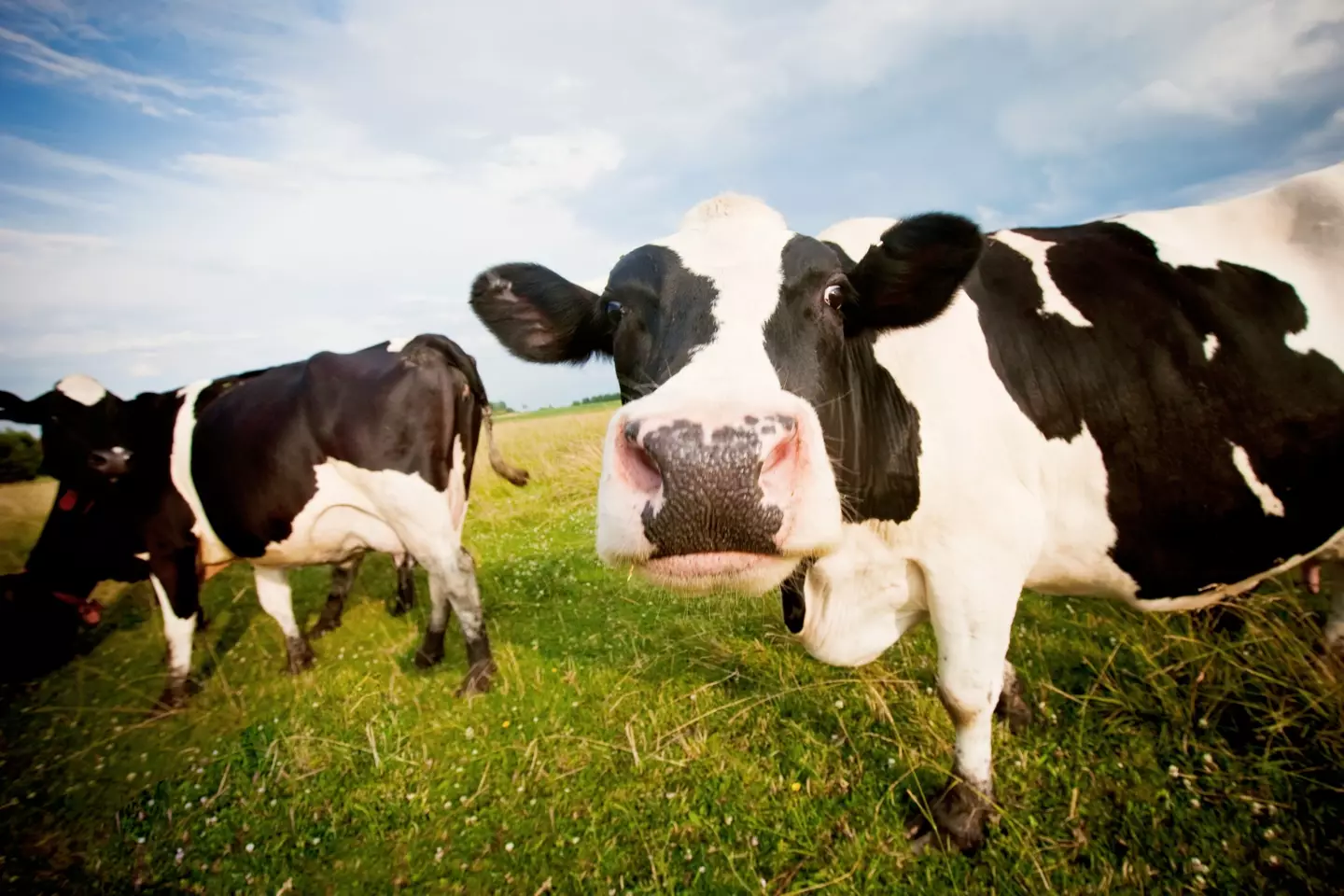 Bill Gates has also heavily invested in green tech to reduce methane emissions from cows.