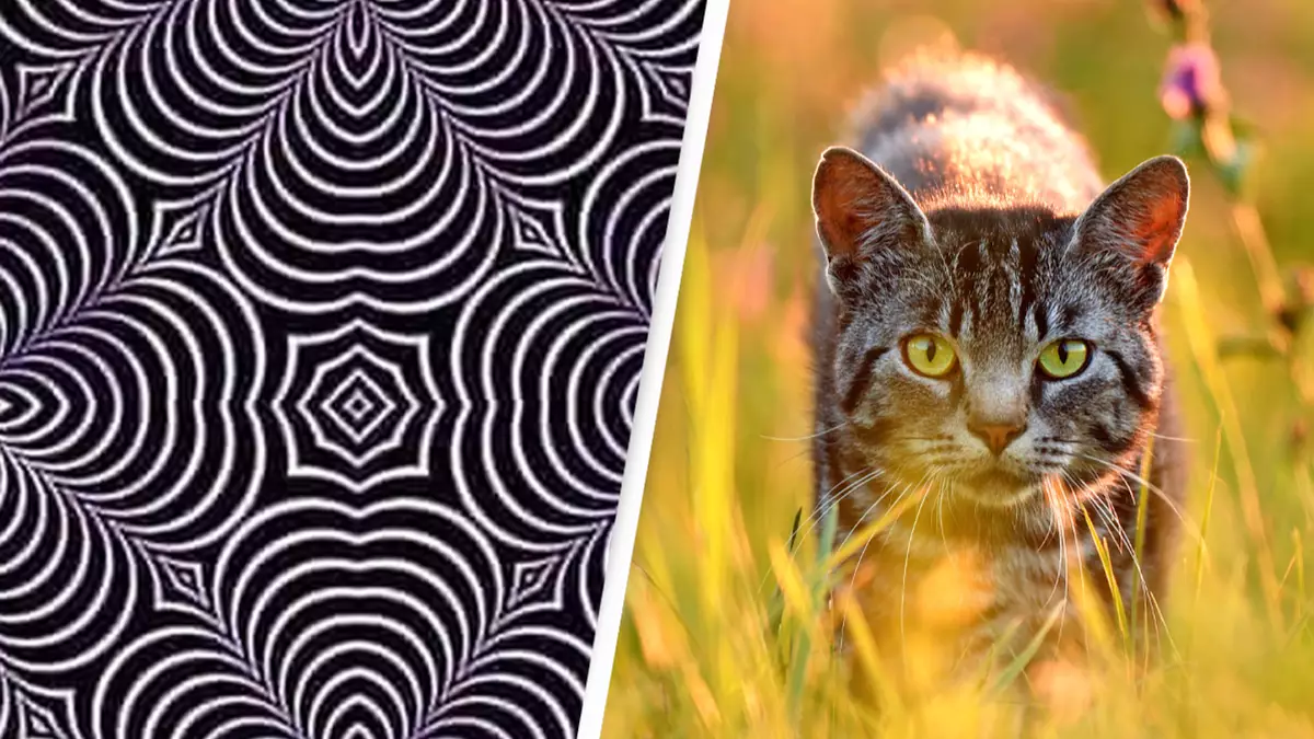 Baffling' optical illusion leaves viewers seeing different animal