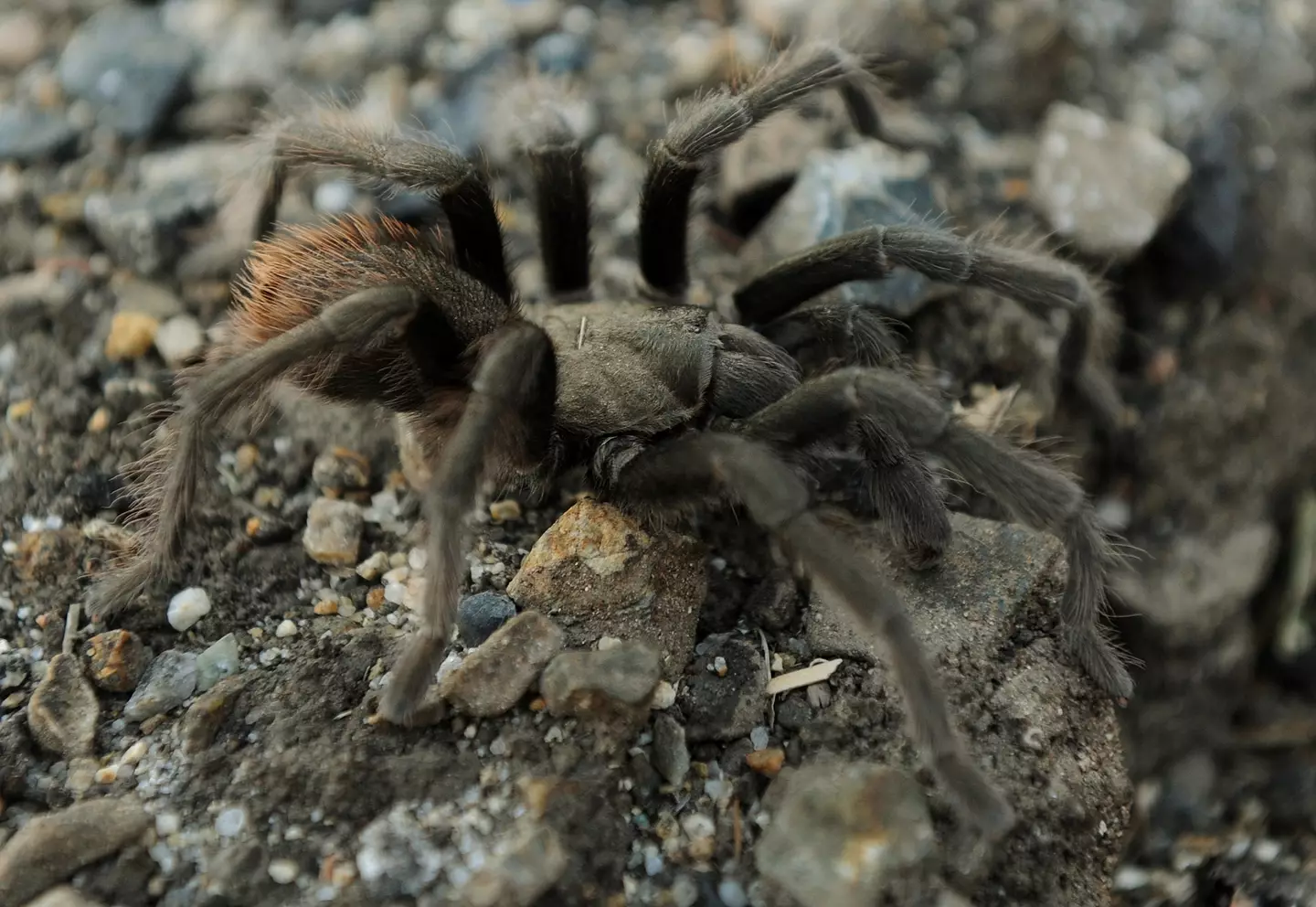 The NPS also explained in a press release guests can expect to see an increase in tarantulas.