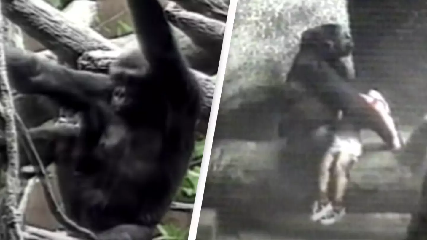 Gorilla saved three-year-old boy who fell into enclosure surrounded by territorial animals