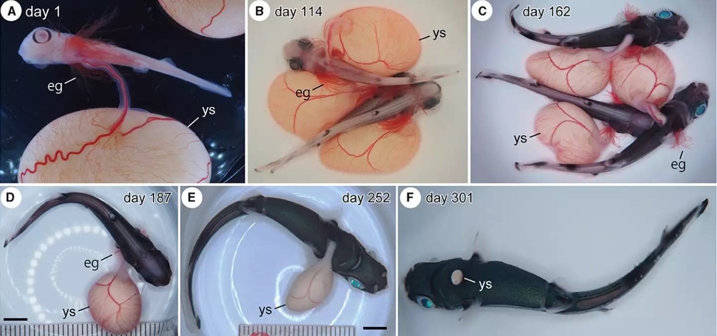 The sharks were able to grow in the artificial womb (Frontiers in Fish Science)
