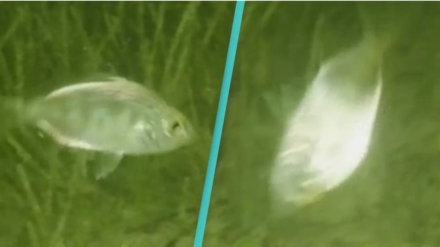 Fish in Florida Keys are spinning in circles until they die and no