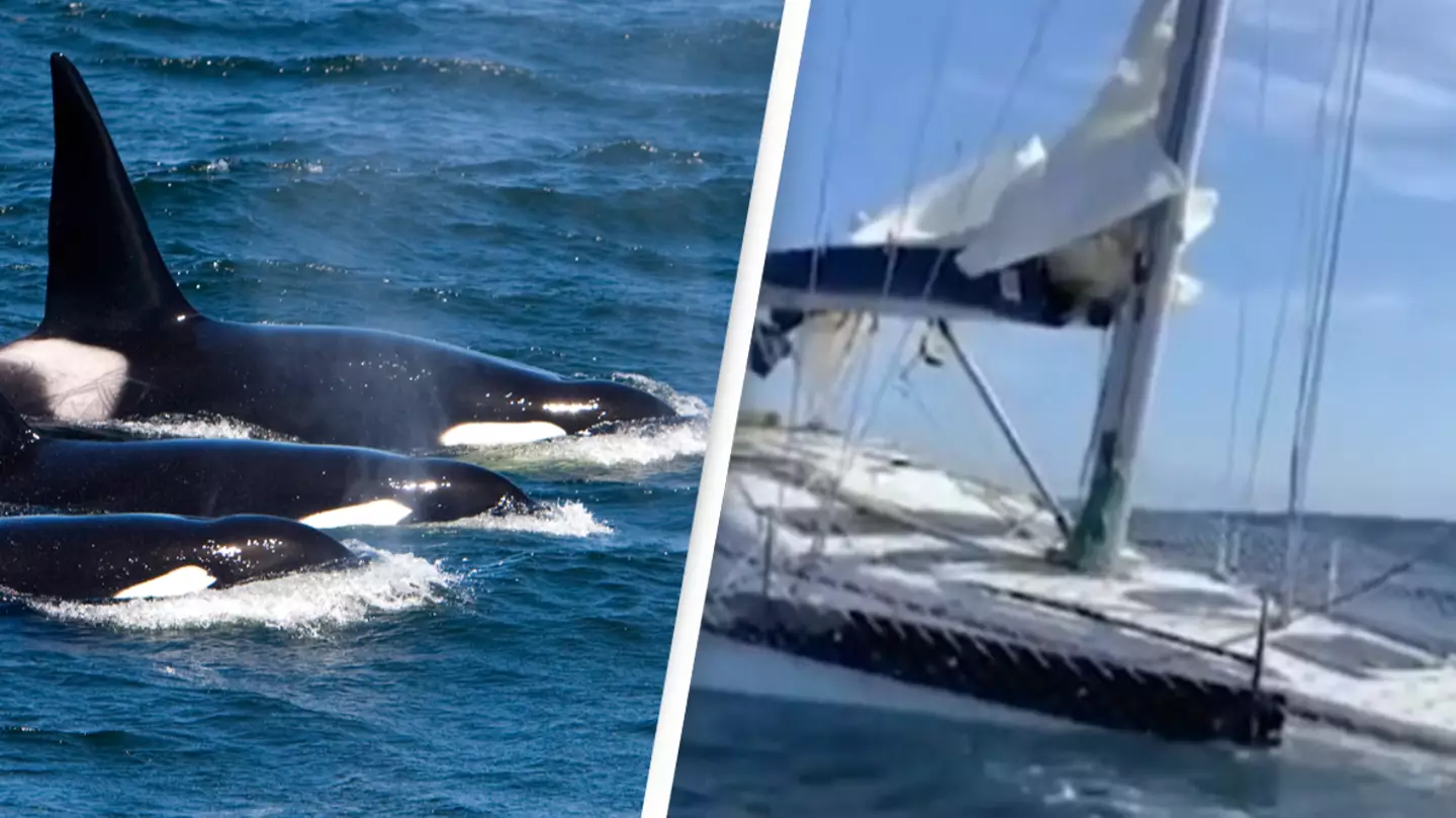 'Vengeful' killer whale and gang of orcas behind the sinking of three boats