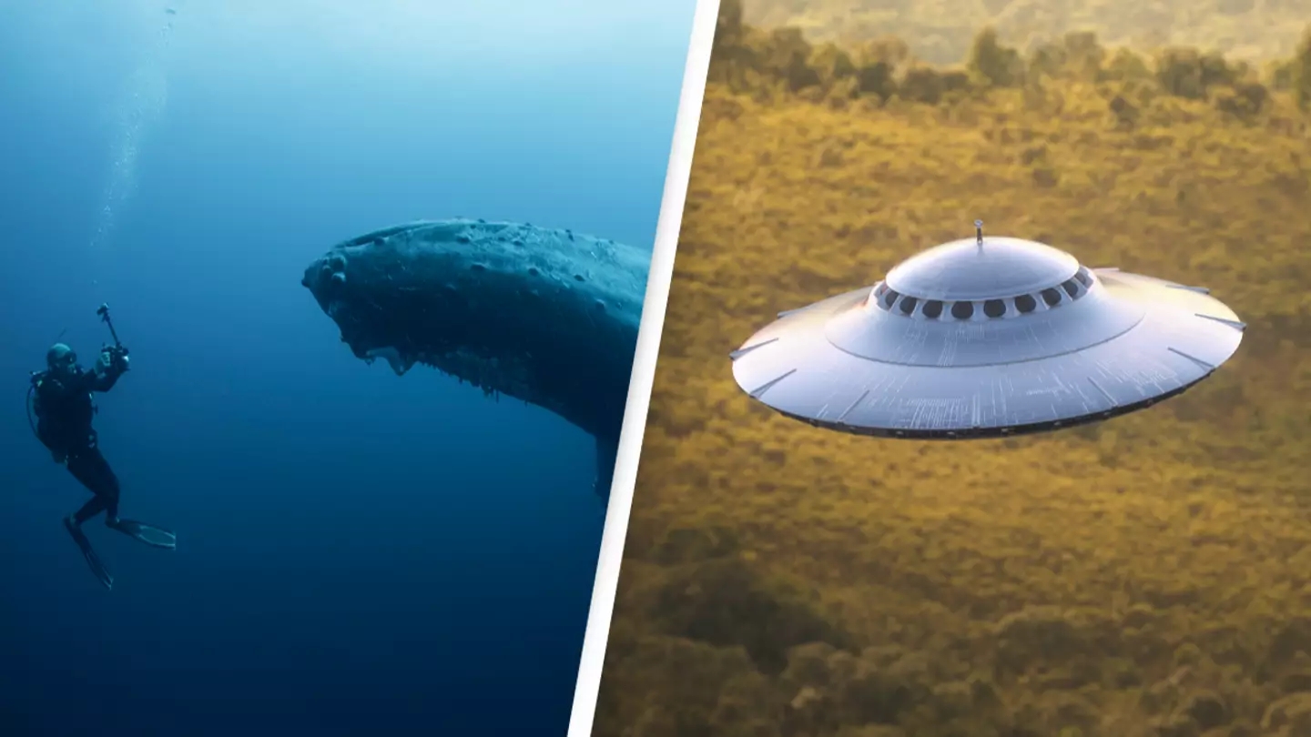 Scientists' first-of-its-kind human-to-whale conversation could lead to alien contact