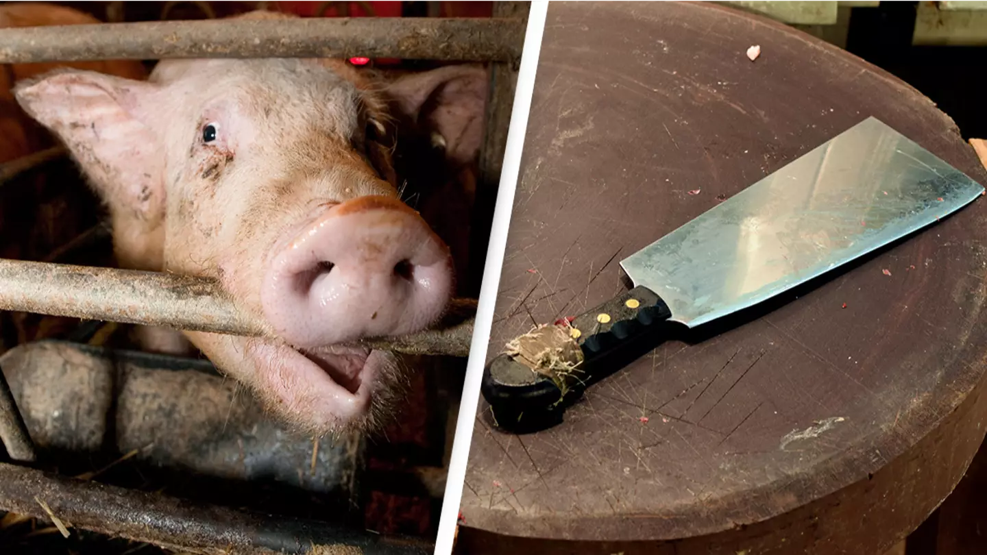 Pig takes revenge on butcher with a cleaver at slaughterhouse
