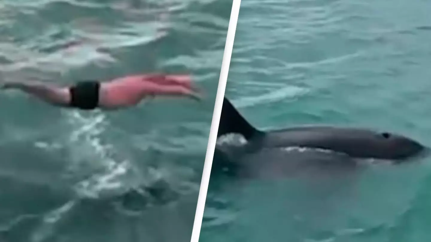 Man fined after being filmed jumping off boat to body slam orca