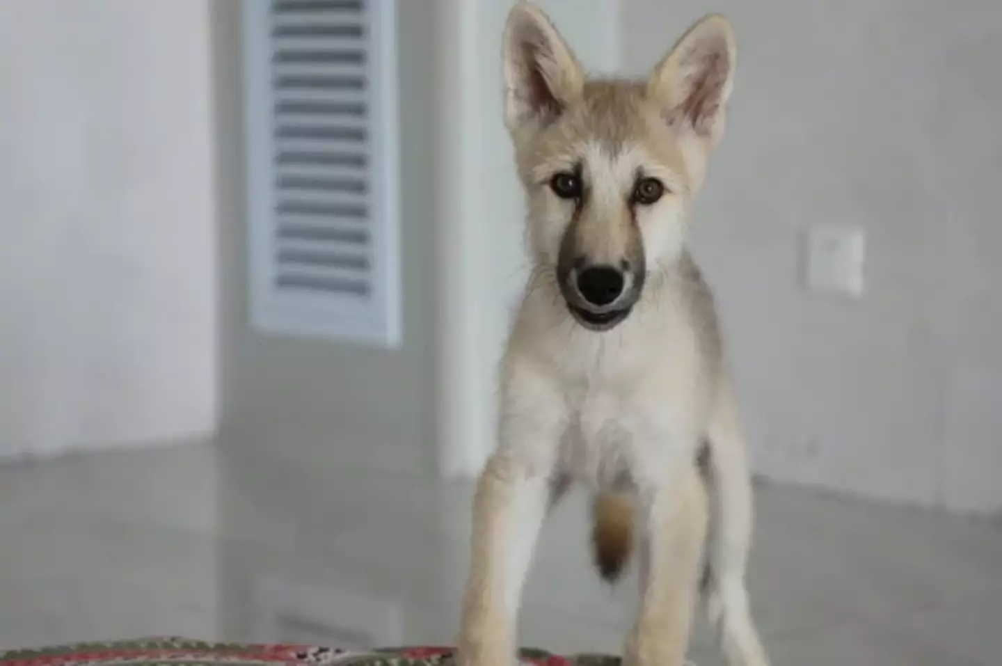 A Beijing-based genetics company has successfully cloned a (very adorable) Arctic wolf pup.