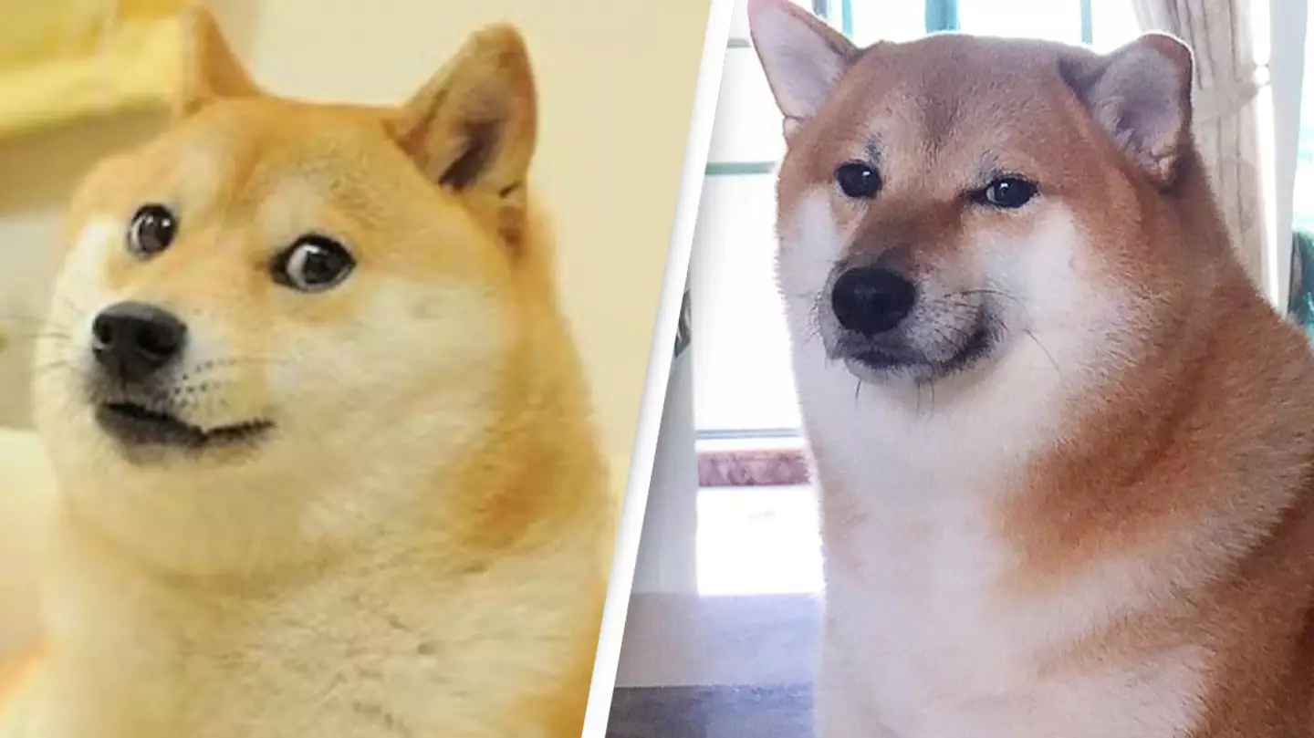 Viral meme dog Kabosu has died