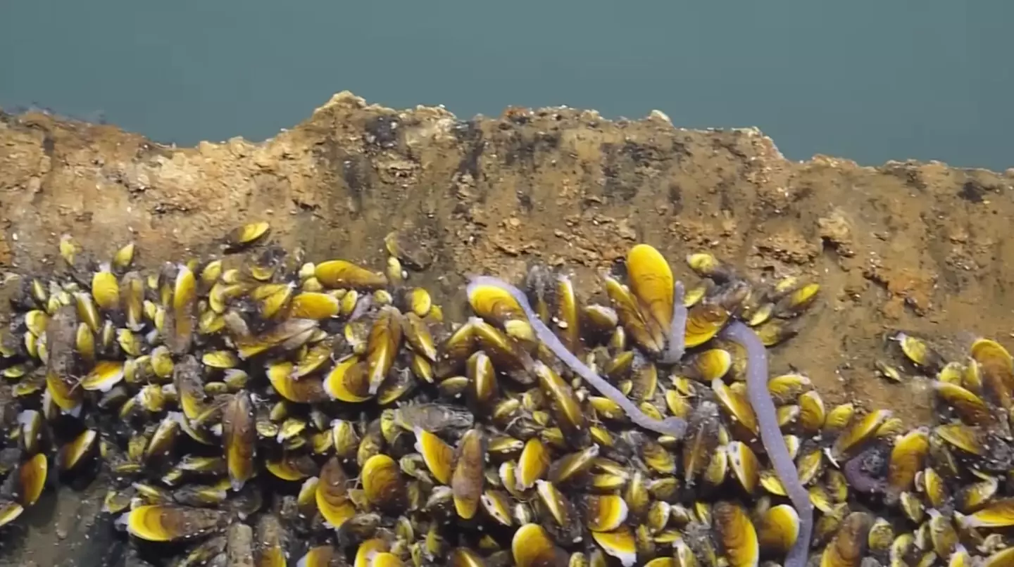 Only some species of mussels and sea worms are able to live there. (YouTube/EVNautilus)