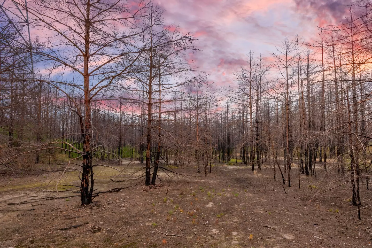 Burnt trees near to Chernobyl nuclear power plant, Ukraine.