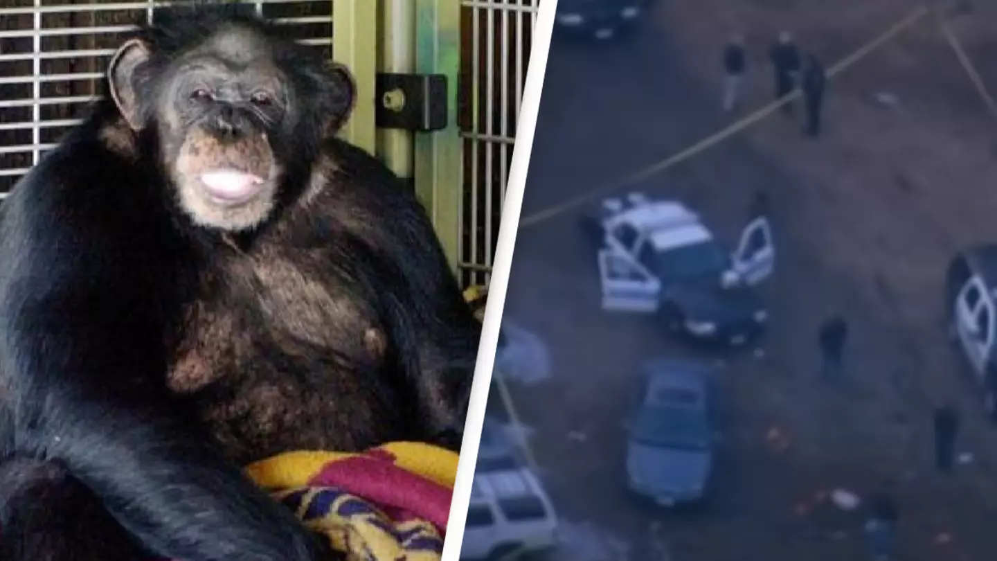 Incredibly chilling 911 call as woman begs for cops to arrive after pet chimp brutally attacks friend