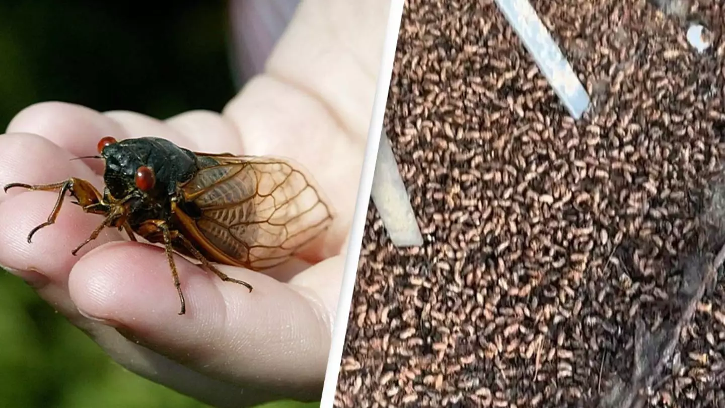 People left horrified as trillions of cicadas swarm towns in ‘biggest invasion in centuries'