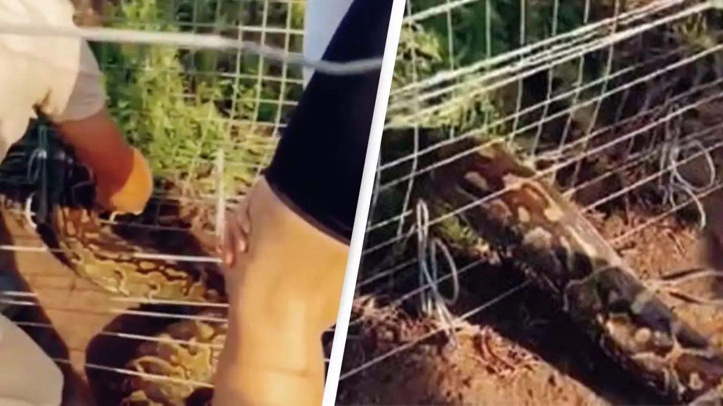 Enormous Python Stuck In Electric Fence Rescued After Suffering Continuous Electric Shocks