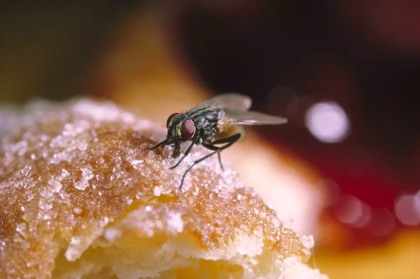 A house fly digging into what appears to be a donut. (Getty Images)
