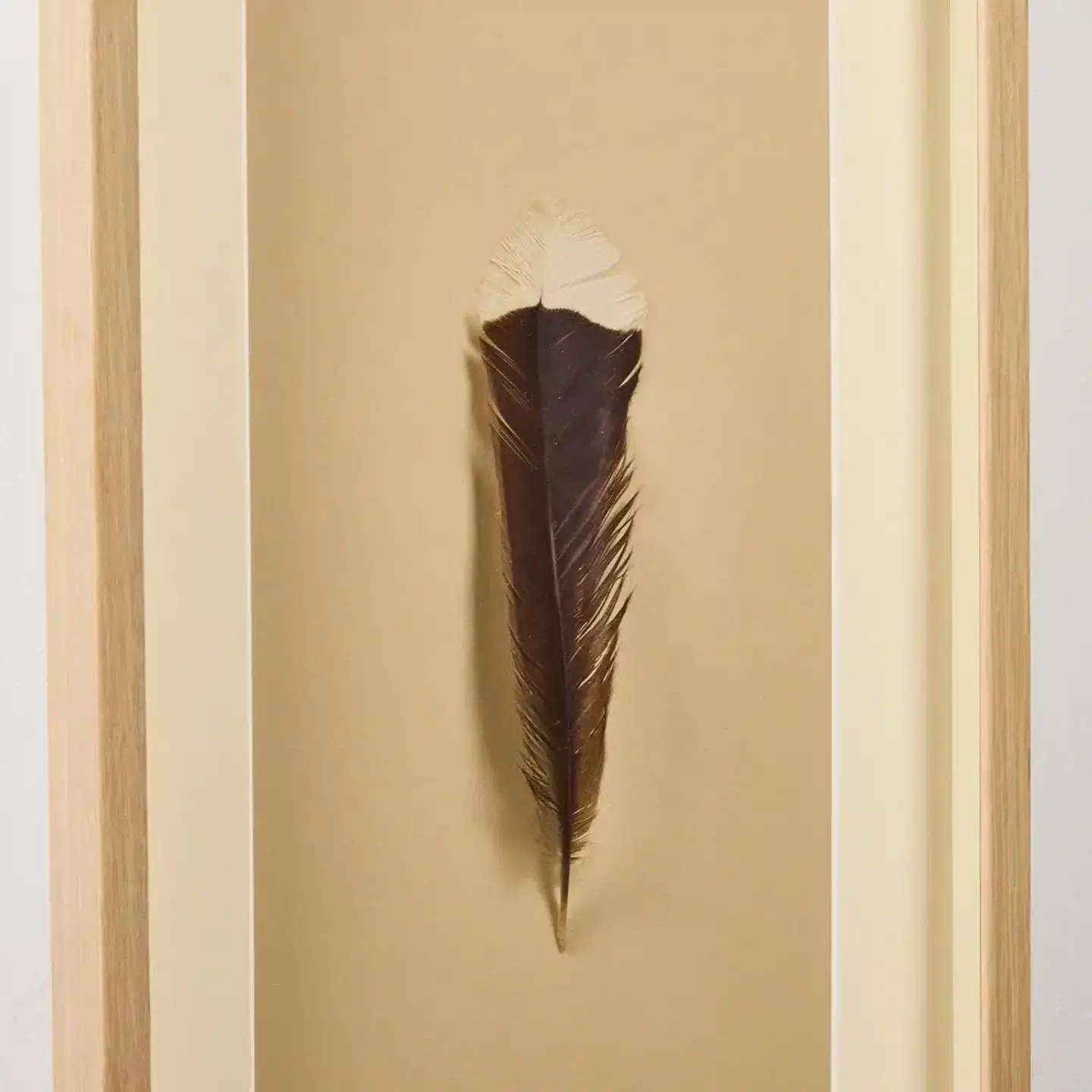 The tail feather weighs just nine grams. (Webb's Auction House)