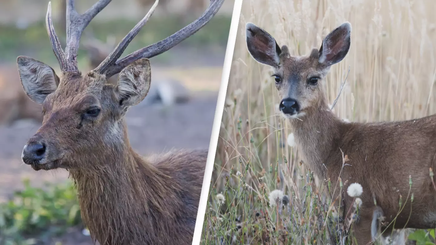 Scientists issue warning over 'zombie deer disease' spreading to humans as cases surge in US
