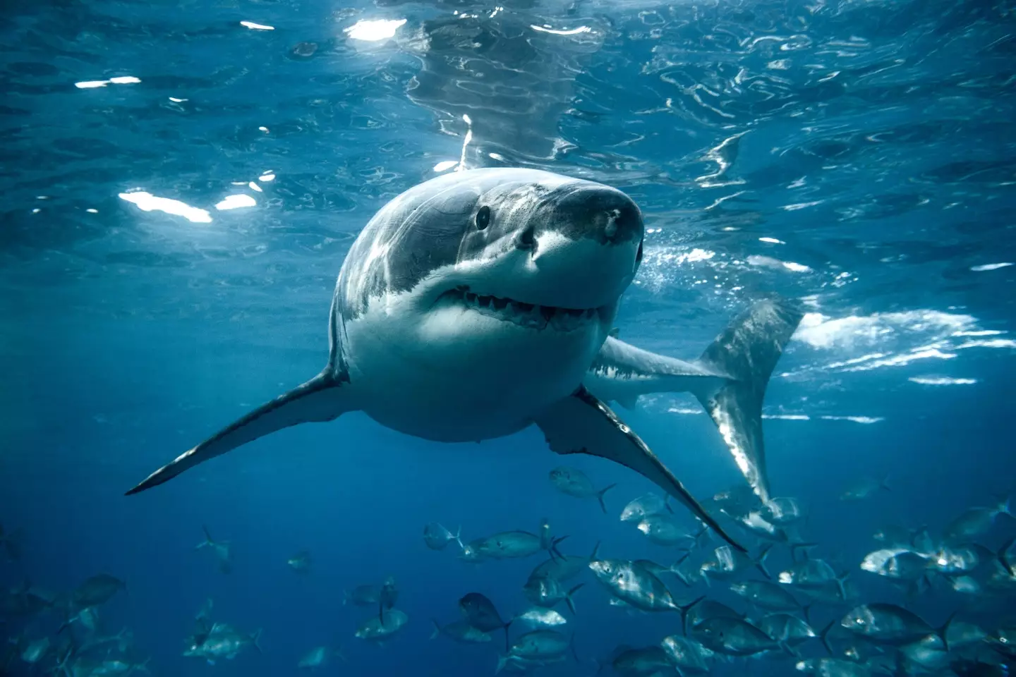 Je známo, že velcí bílí žraloci zemřou během několika dní, pokud jsou drženi v zajetí (Getty Stock Photo)