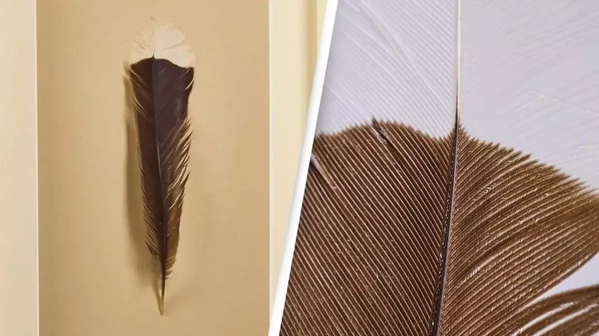 Unusual auction sells a single feather for eye-watering amount
